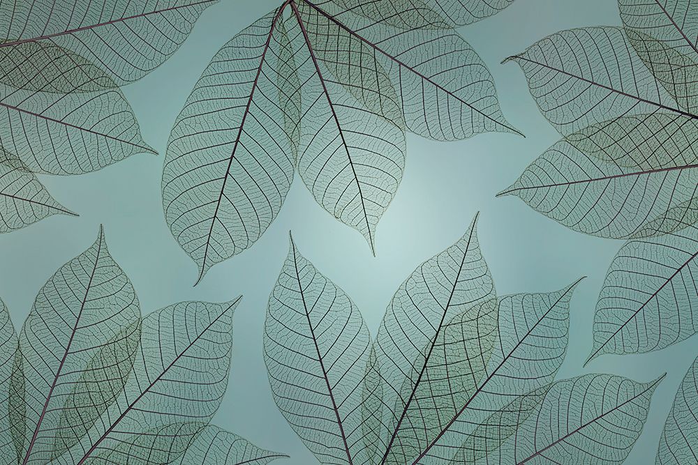 USA, Washington State, Seabeck. Pattern of skeletonized leaves.